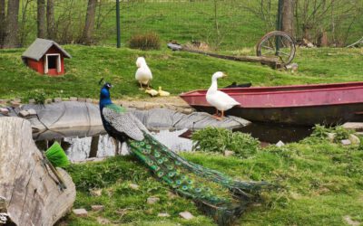 innerlijke kind foto innerlijke kind foto