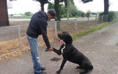 grote hond